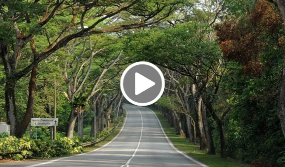 A biophilic city among Singapore’s gardens card