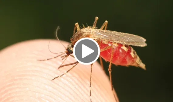 Effective vector-borne disease surveillance and control